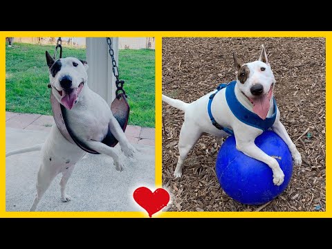 Video: ¿Con qué pueden jugar los perros en el patio trasero?
