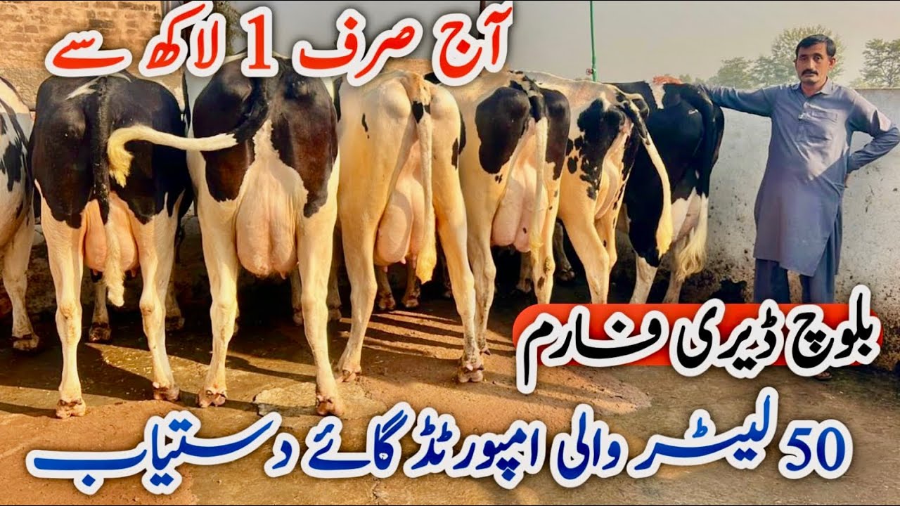 Baloch Dairy Farm | imported Cows | 50+ Milking cows 