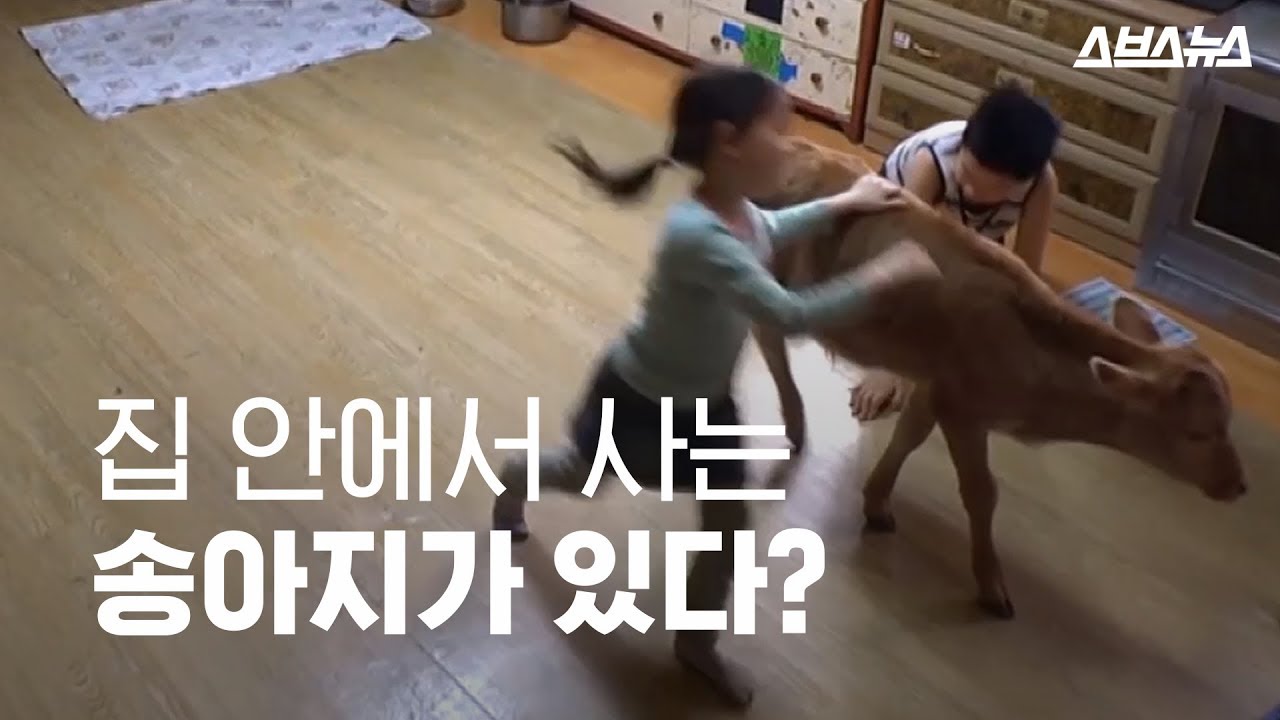 집 안에서 사는 송아지가 있다?