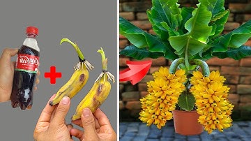SUPER SPECIAL TECHNIQUE for propagating bananas with coca-cola, super fast growth