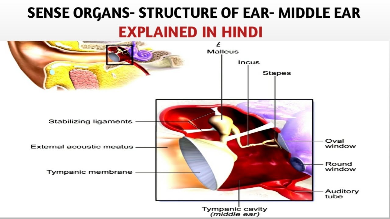 SENSE ORGANS, STRUCTURE OF EAR, MIDDLE EAR, MALLEUS INCUS STAPES
