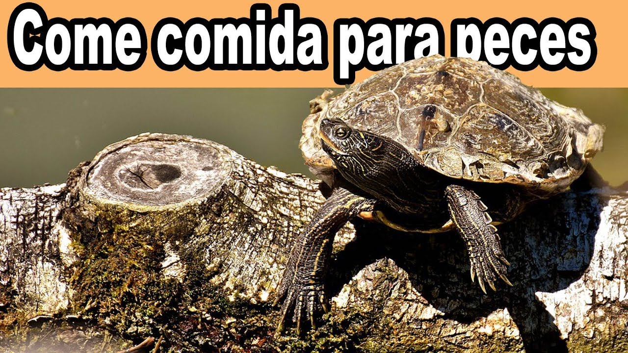 tortuga comiendo comida de peces gatos feos