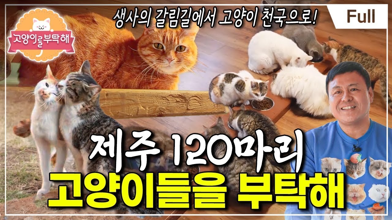 [Full] 고양이를 부탁해 - 제주 120마리 고양이들을 부탁해