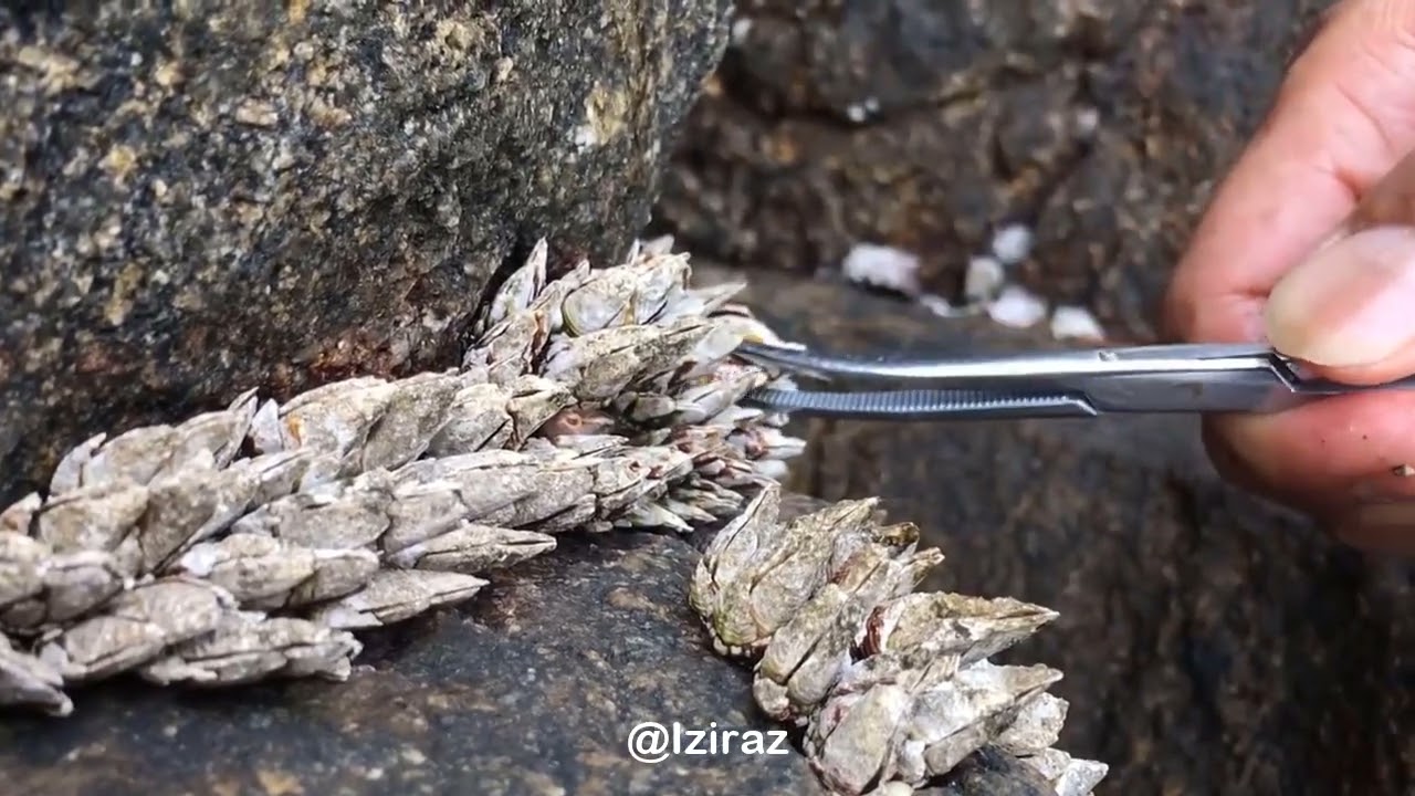 You Know What Is This Episode 850