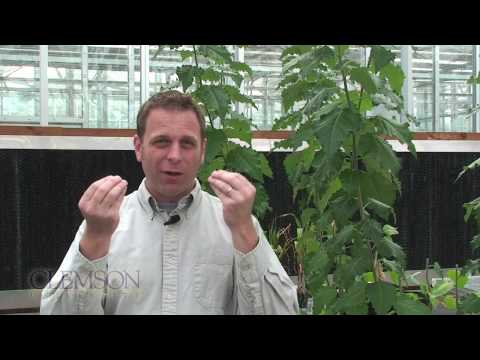 Climate Control in Peaches - Douglas Bielenberg