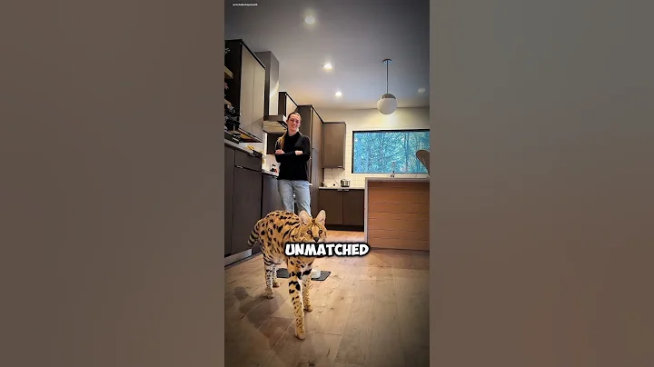 Watch the video about Meet the Serval The Wild Cat Gymnast #serval #wildcat #bigcats #shortvideo