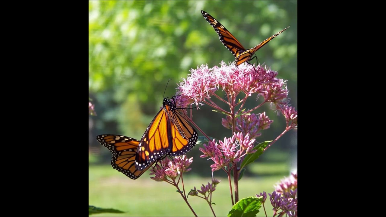 LA PALOMA SAN BASILIO - Rodolfo Badel Troncoso