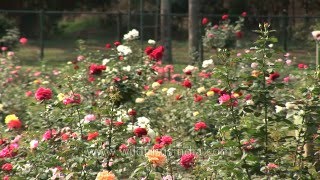 Largest Rose Garden In India At Ooty, Tamil Nadu