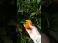 Апельсиновый сад в декабре в Турции. Сиде.