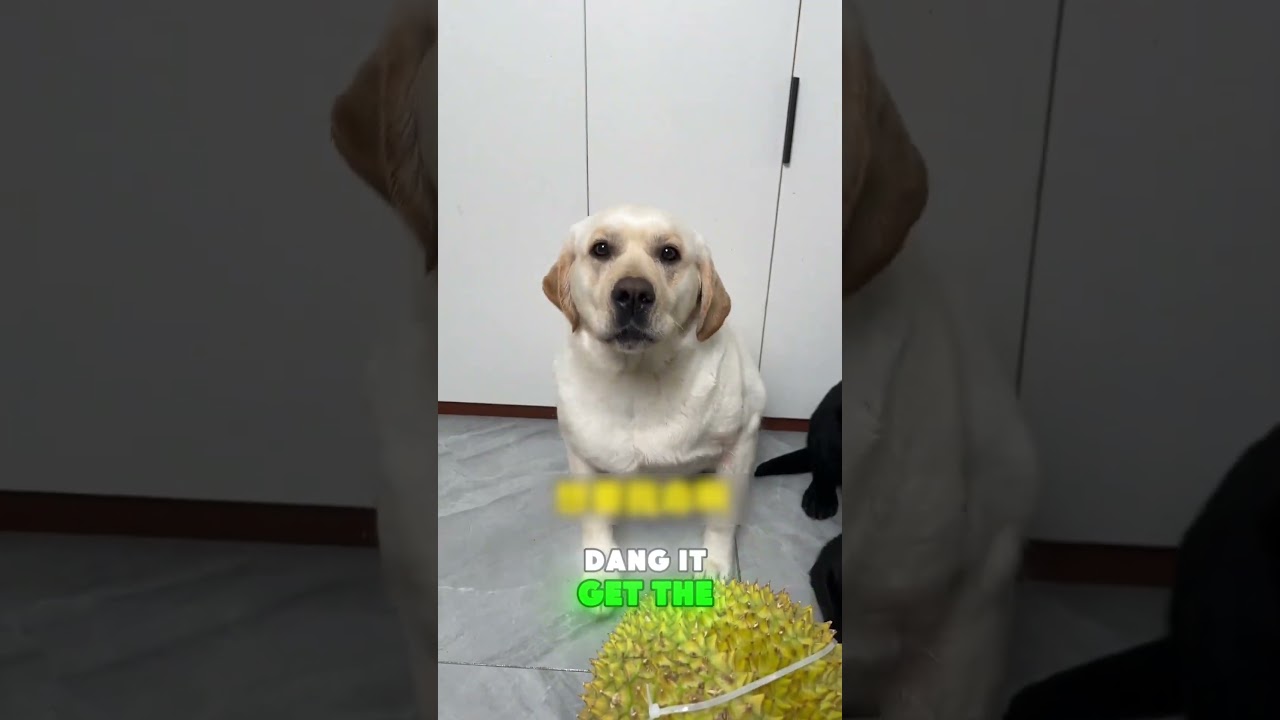 😤😂 That’s just mean! You’re not asking for help—you’re messing with me! 😭 #Funny #NotFair #PetComedy
