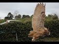 ワシミミズクのトレーニング　長距離飛行