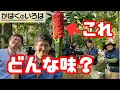 【日本初結実!!】検証！熱帯の植物「ショクダイオオコンニャク」の果実を口に含むとどうなるか試してみた！【かはくのいろは　第９回】