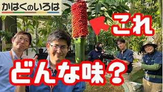 【日本初結実!!】検証！熱帯の植物「ショクダイオオコンニャク」の果実を口に含むとどうなるか試してみた！【かはくのいろは　第９回】
