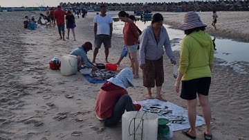 Hải sản đá ông địa những ngày tết giáp thìn 2024 🌿Du lịch Phan Thiết Mũi Né Việt Nam 4k