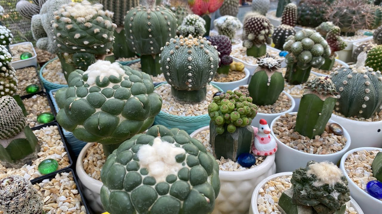 Os 10 cactos mais bonito da coleção❤️