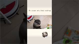 An otter who likes talking