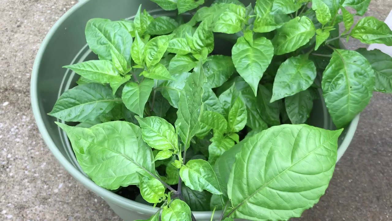 Carolina Reapers growing in June 2019 in central Kentucky. YouTube
