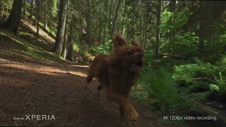 Xperia 1 Lv - Cinematic Nature Movie By Olle Nilsson​
