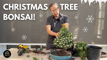 Making a Bonsai from a Christmas Tree!