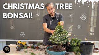 Making a Bonsai from a Christmas Tree!