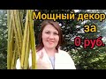 ⚫Плетеное дерево | Русская пальма | Ландшафтный дизайн | Своими руками