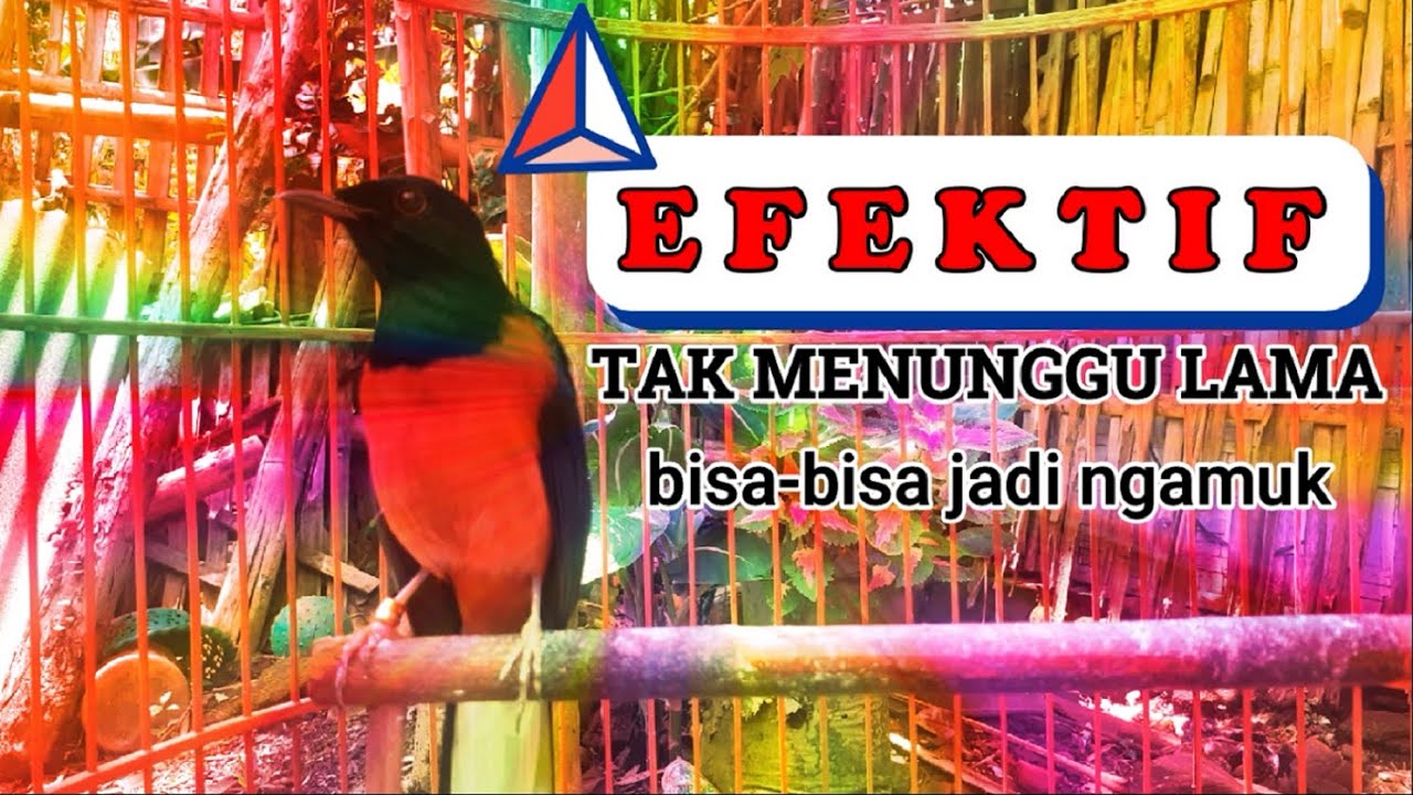 PANCINGAN EFEKTIF‼ tak menunggu lama murai rajin berkicau dengar ini
