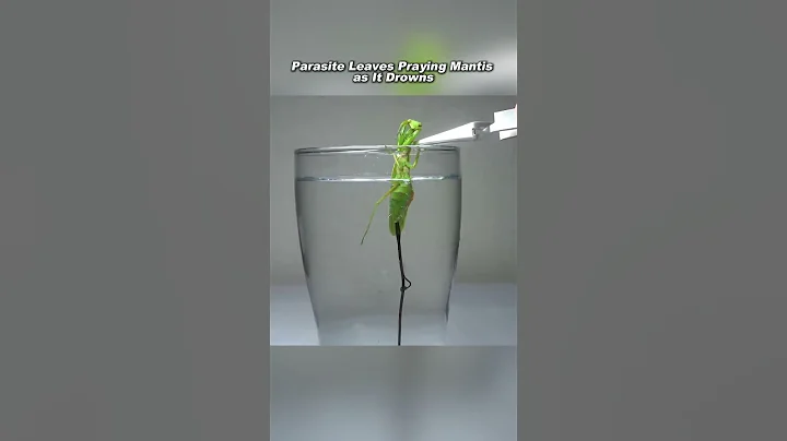Parasite Escapes as Praying Mantis Drowns