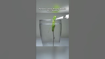 Thumbnail of Parasite Escapes as Praying Mantis Drowns