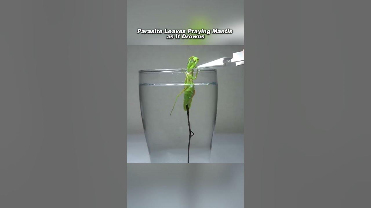 Parasite Escapes as Praying Mantis Drowns