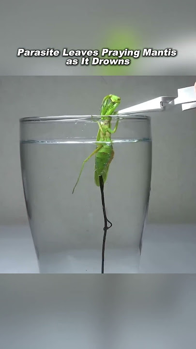 Parasite Escapes as Praying Mantis Drowns