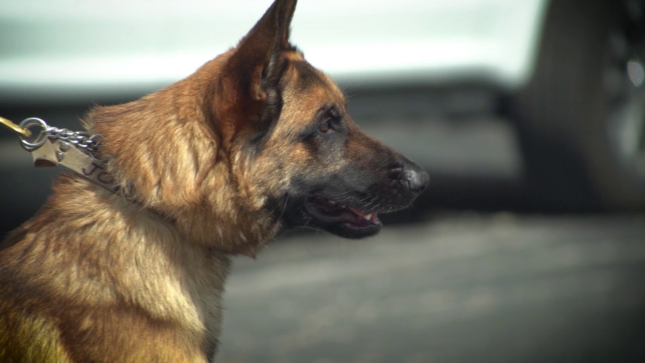 Vohne Liche Kennels Unleashed YouTube