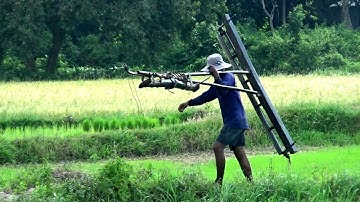 Đang vào vụ mùa lúa chín trên đồng ruộng bậc thang Tà Pạ, Núi Tô, Tri Tôn, An Giang 19/08/2019