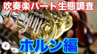 【吹奏楽】吹奏楽部 パート生態調査『ホルンパート編』