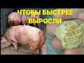 Соевый шрот (макуха) • Сколько добавлять его в рацион? • Сім'я в селі