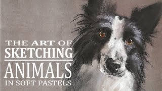Border Collie tutorial demo in soft pastels