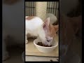 【はるきとポポ】ミルク卒業!お姉ちゃんに一歩前進しました♪