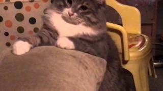 猫のぬいぐるみに威嚇する猫 ノルウェージャンフォレストキャット Cat threatening cat stuffed.Norwegian Forest Cat.