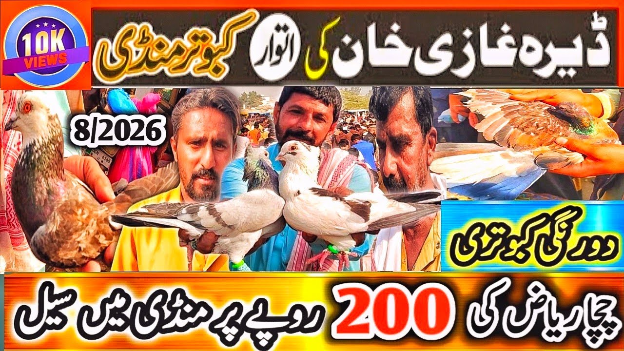 Kabootar Mandi | DGKhan Latest Update 60 Vlog | DGKhan Kabutar Mandi | Pigeon Market 200 Par Special