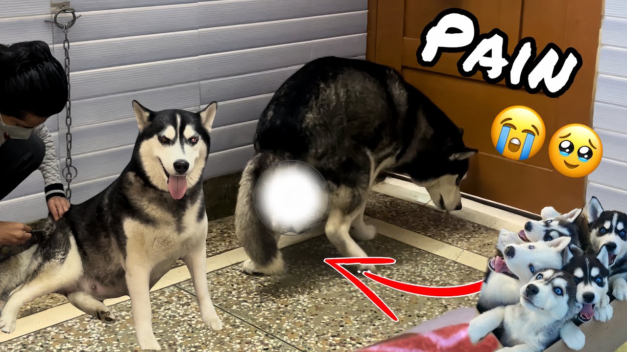 Pray for cheeni ke puppies 🥹🙏| Mother Husky puppies | Roxycheeni | Review reloaded