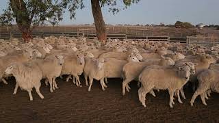 Paraway Pastoral Co - Barton Station Mixed Age Ewes S.i.l. A 20.5.25
