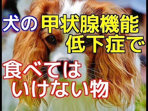 愛犬のための知識 犬の甲状腺機能低下症で食べてはいけない食物 犬を知る Youtube