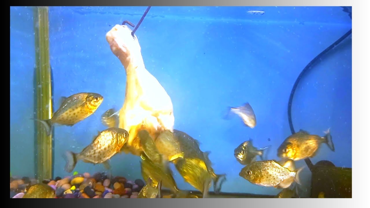 PIRANHA FISH TANK EATING MEAT Live feeding red bellied piranha A