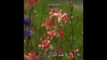 { الرَّحْمَـٰنُ } سورة الرحمن الشيخ فارس عباد حالات واتساب