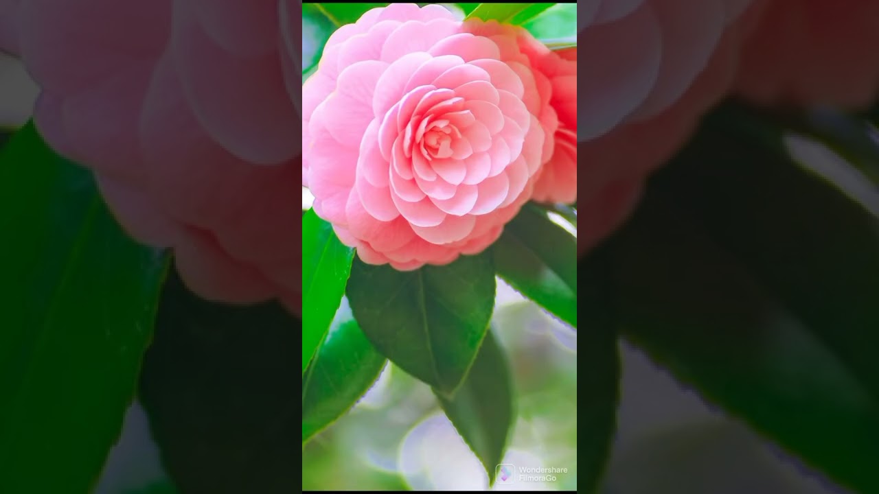 Beautiful flower wallpapers