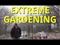 Extreme winter gardening and dreaming of tomatoes 1142024