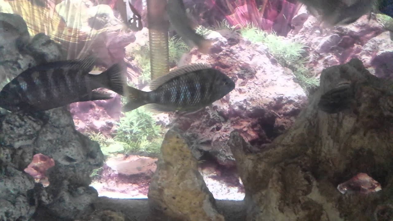 African CichlidsFluval canister filter YouTube