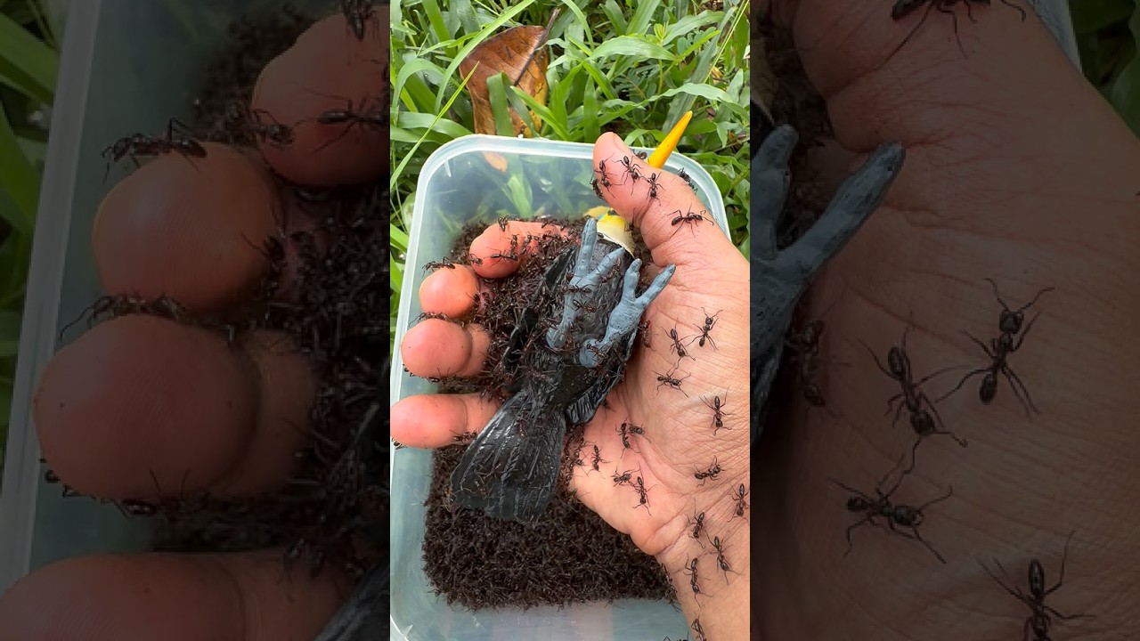 Emergency Bird Rescue: Toucan🐦 Vs 🐜Bullet Ants