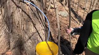 Ryan collecting sap to make Maple syrup 2021