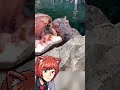 Hippo Feeding Time
