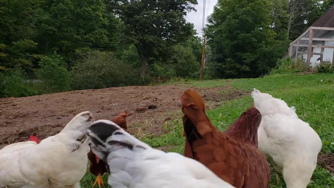 More Free Range Chicken Action